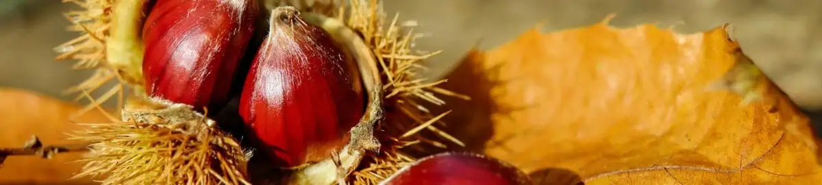 herbst pexels2