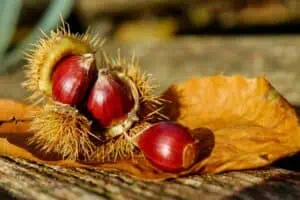 herbst pexels2