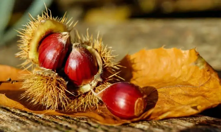 herbst pexels2
