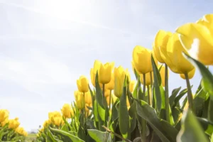 tulips netherlands flowers bloom 159406