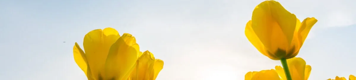 beautiful bouquet of tulips in spring season .