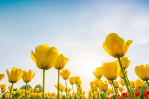 beautiful bouquet of tulips in spring season .