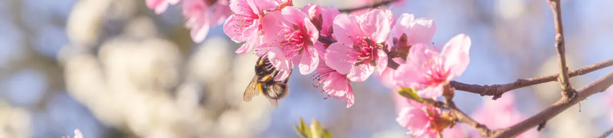 selective focus shot of a bee on pink cherry blossoms