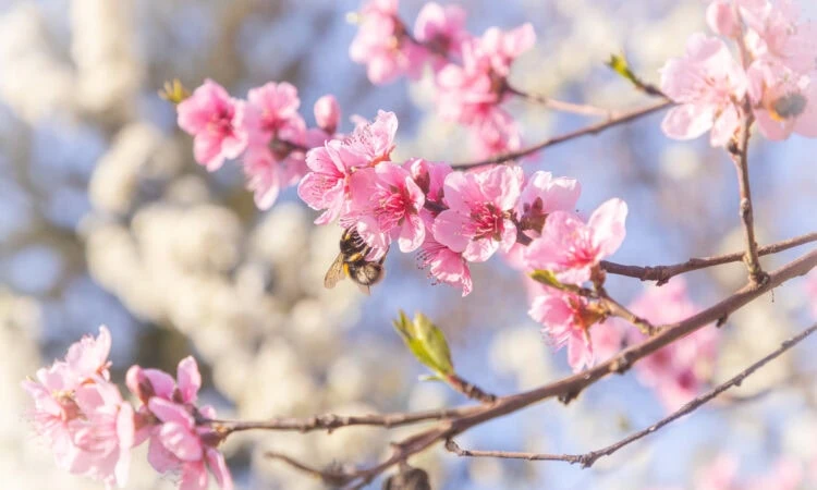 selective focus shot of a bee on pink cherry blossoms