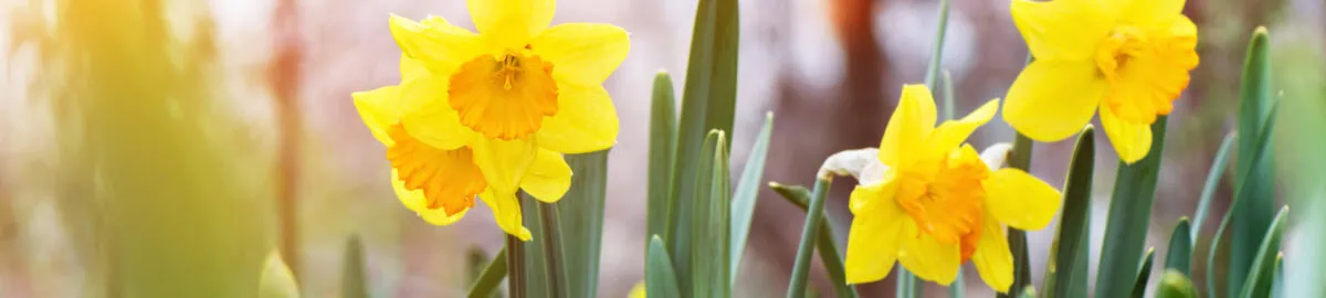the yellow daffodil (narcissus) blooming in the garden.