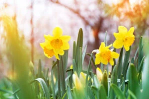 the yellow daffodil (narcissus) blooming in the garden.