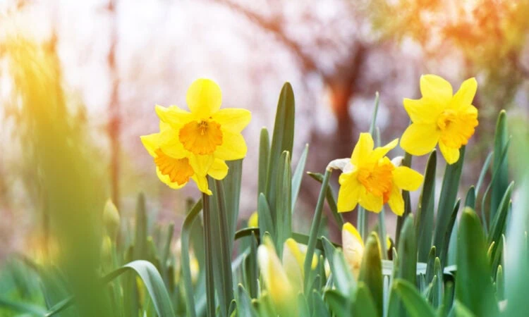 the yellow daffodil (narcissus) blooming in the garden.