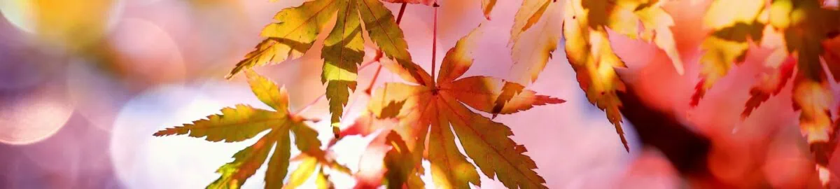 cocoparisienne maple 2135514