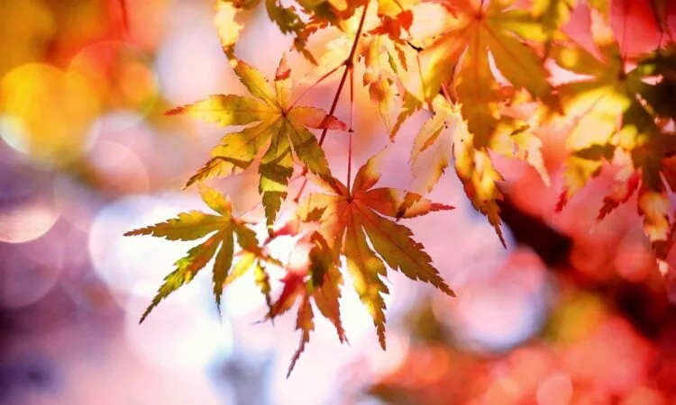 cocoparisienne maple 2135514