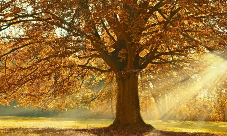 peggychoucair tree 4637270 1920